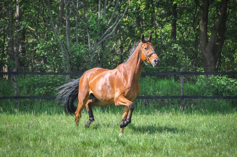 Consulting regeneratief paarden houden & weiland disign