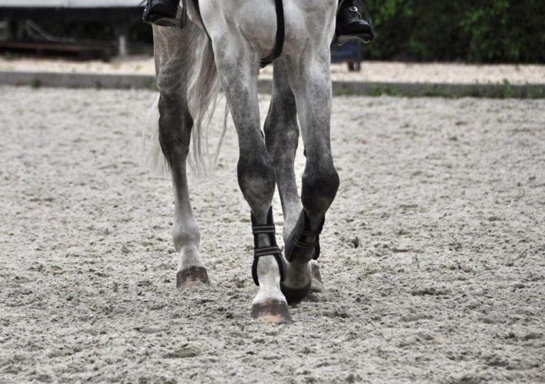 Gespecialiseerd in paarden trainen met gedragsproblemen